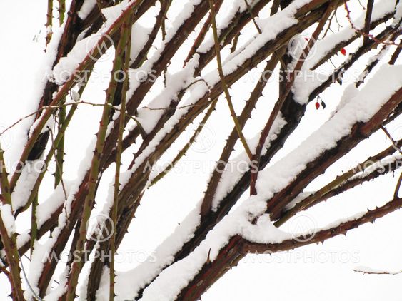 snowy branches