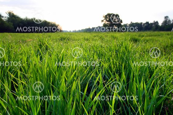 morning landscape with dew on grass