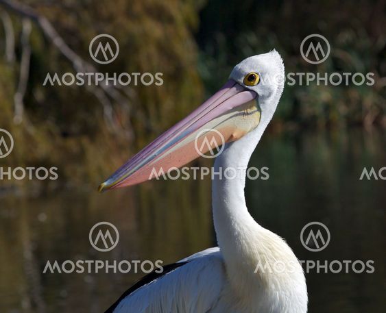 Australian Pelican