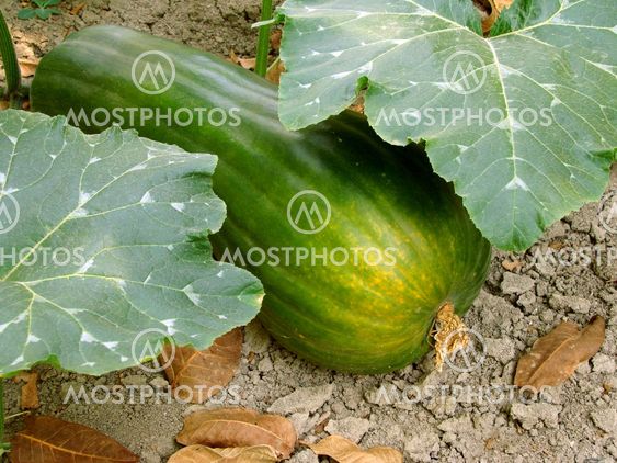 butternut squash