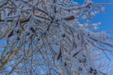 closeup of frozen twigs frost covered on a sunny winter day