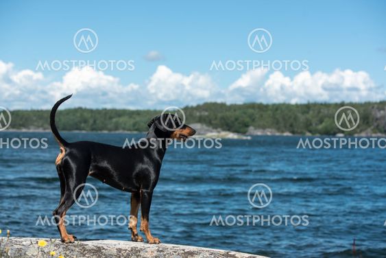 German pinscher on the rock