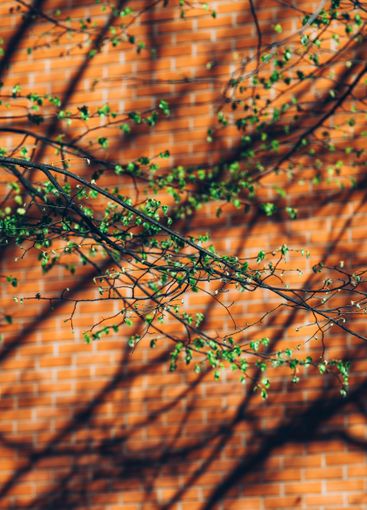 Tree branches shadow on building brick wall