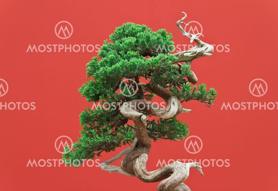 Juniper bonsai