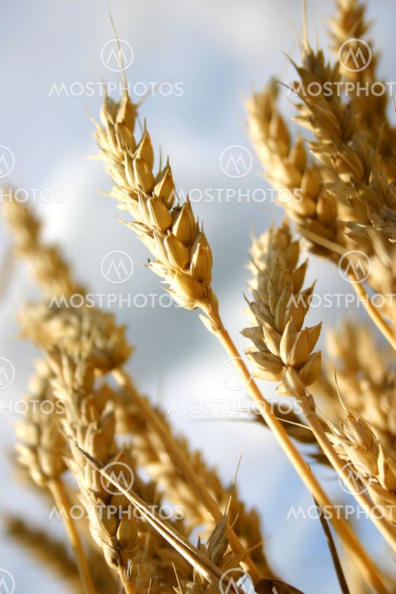 Wheat