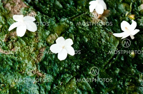 White flowers drop on The ground is wet
