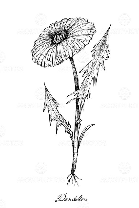 Hand Drawn of Dandelion Plants on White Background