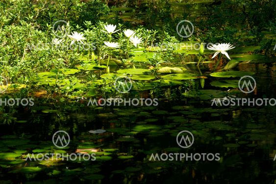 Lily Pond