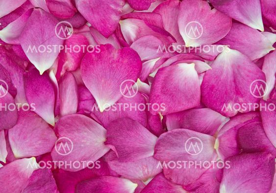 rose petal background