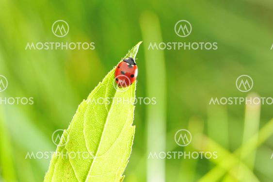 Ladybug