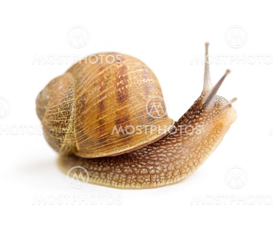 Curious snail