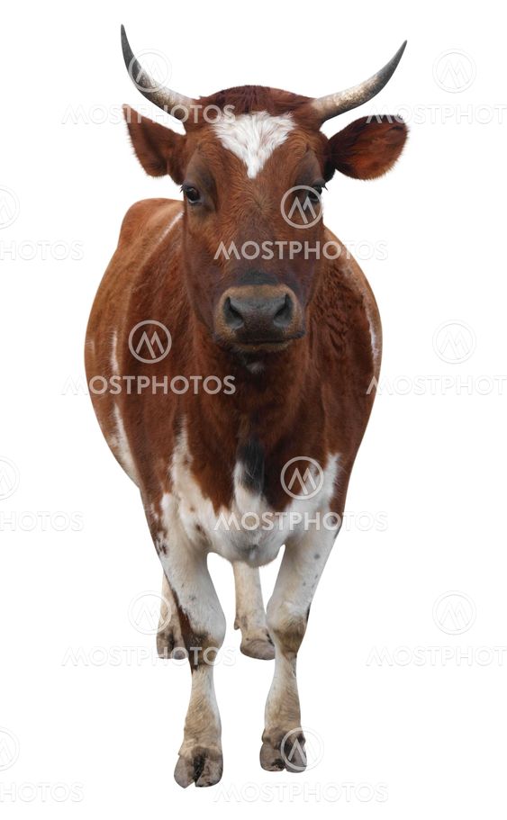 Ayrshire Cow with Horns