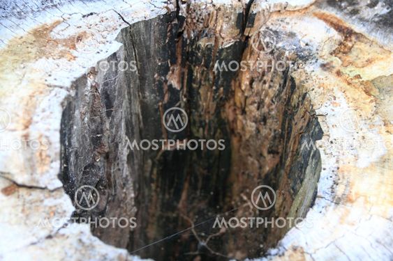 hornets nest