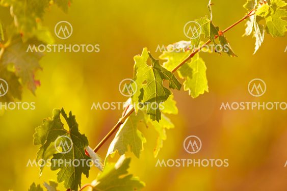 vine in sunset