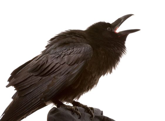 black raven