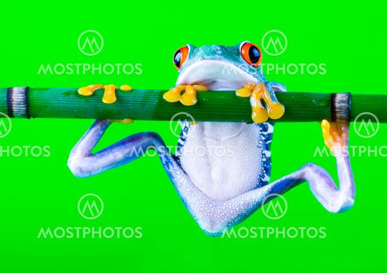 Red eyed tree frog