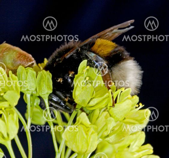 Bumble Bee_090702