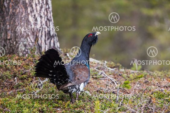 Capercaillie, Tetrao urogallus