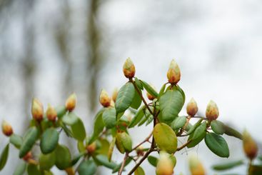 Rhododendron arboreum, bud or plants in nature or garden...