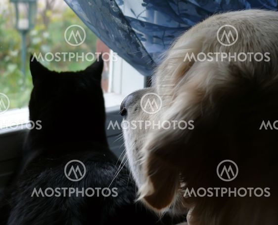 Cat and dog