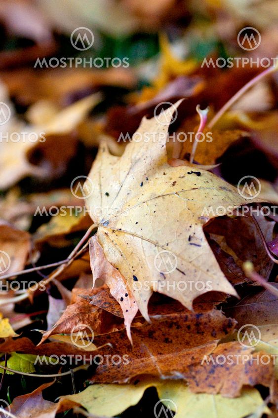 Maple