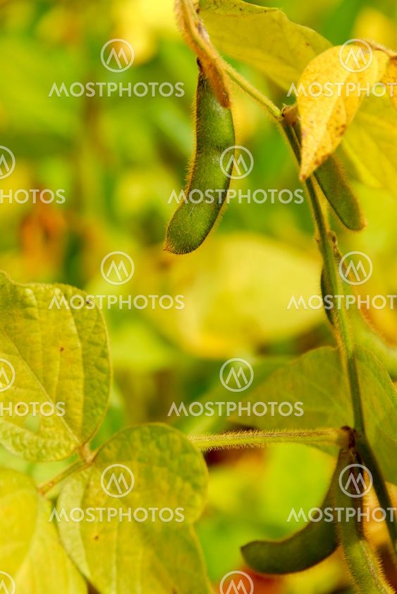 Soybeans