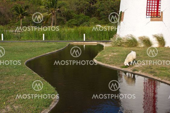 sheep eat grass