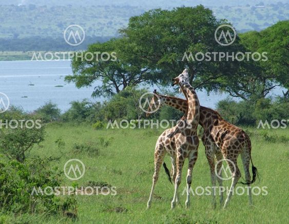 Giraffes at fight in Africa