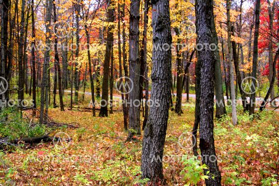Autumn Trees