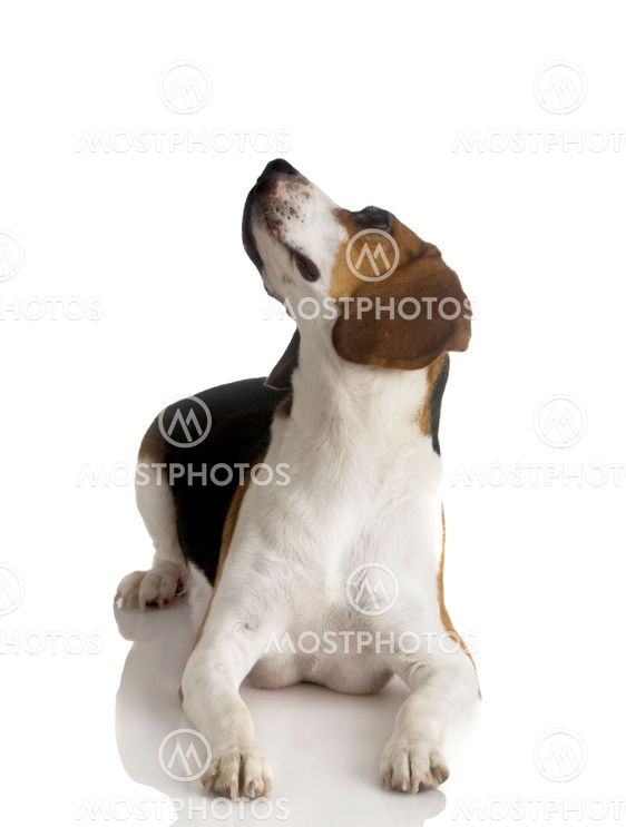 Beagle