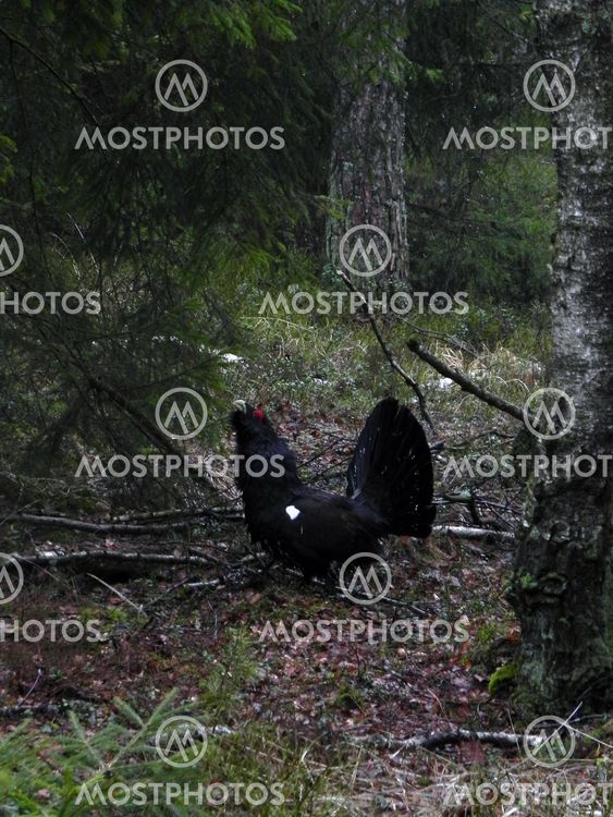 Tjädertupp i Delsjöområdet - Mars 2012