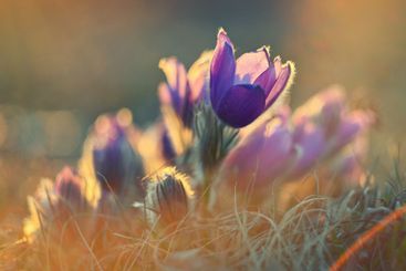 Spring flower. Nature with meadow and sunset. Seasonal...