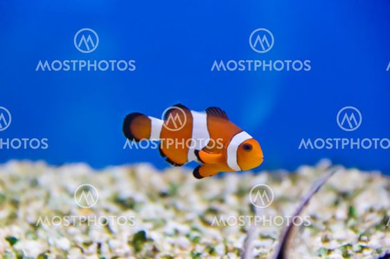 Clown fish