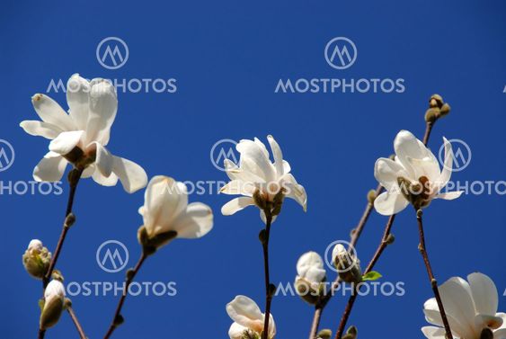 Blooming magnolia
