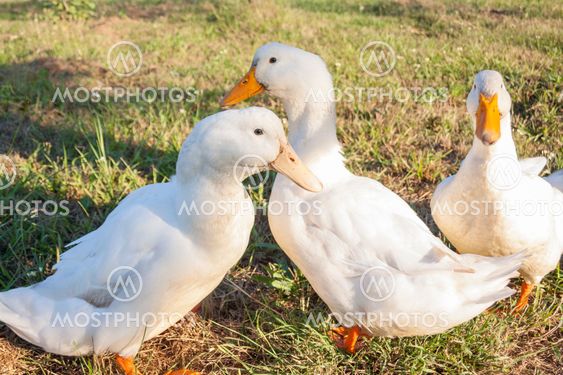 Three Ducks in a Field