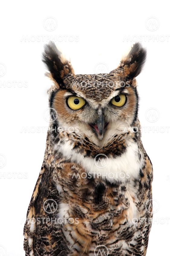 Stare