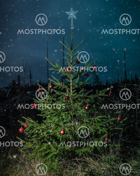 Decorated Chrismastree
