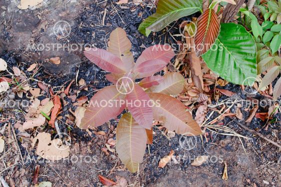 Sapling on pile of dirt