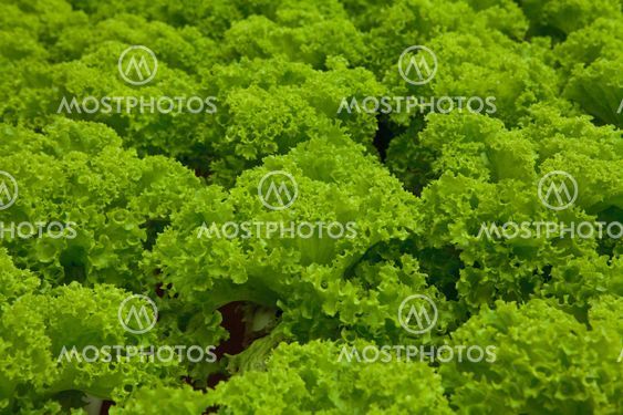 vegetables hydroponics farm,Cameron Malaysia
