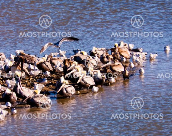Pelicans Seagulls and Cormorants