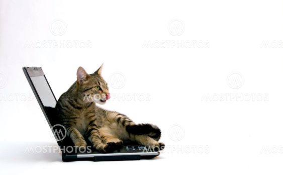 Cat and laptop