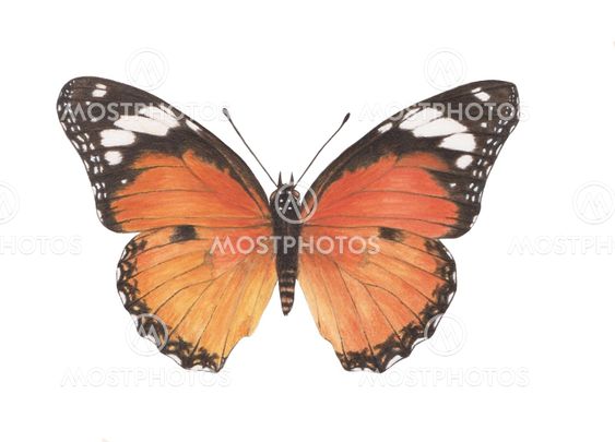 danaid-egg-fly-f