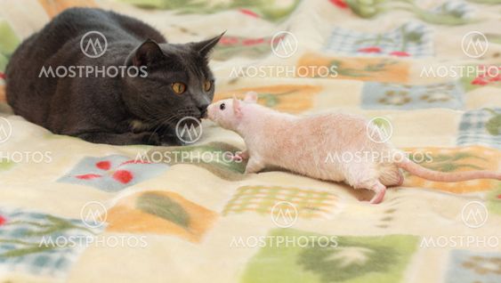 Cat and rat