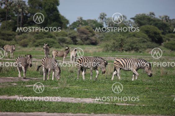 Zebra Botswana Africa savannah wild animal picture