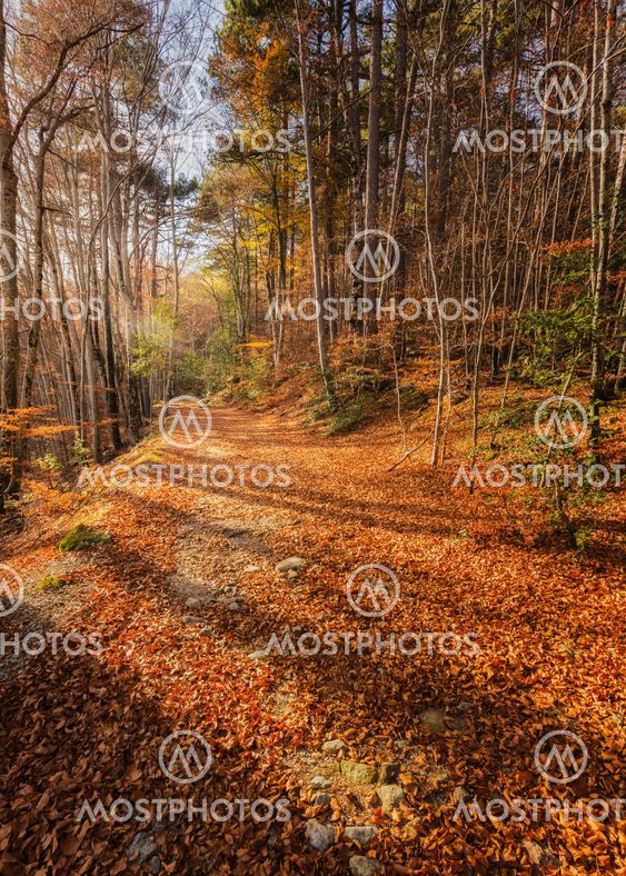 A path of golden autumn leaves in a forest in Corsica