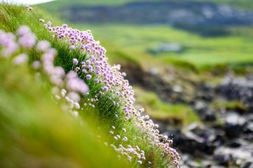 Pink thrift flowers blossoming on rough rocky shore...