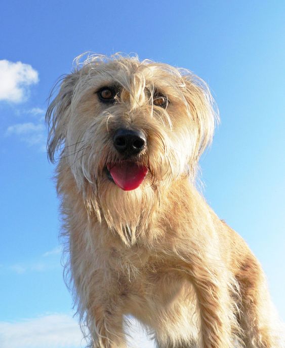 Fluffy dog