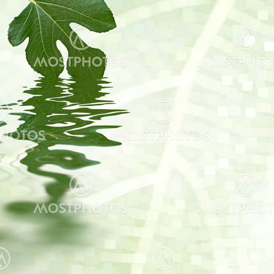 Vihreä viikuna leaf heijastavan vesi