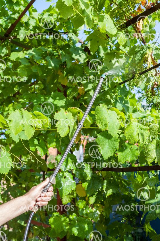 farmer processing vine plantation by pesticide