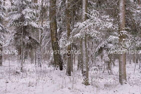 Wintertime landscape of snowy mixed tree stand